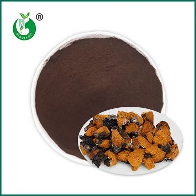 Chaga chiết xuất bột