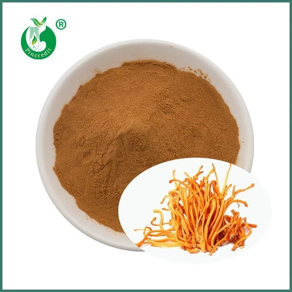 Chiết xuất nấm Cordyceps Militaris hữu cơ