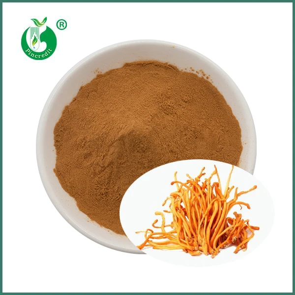 Chiết xuất nấm Cordyceps Militaris hữu cơ